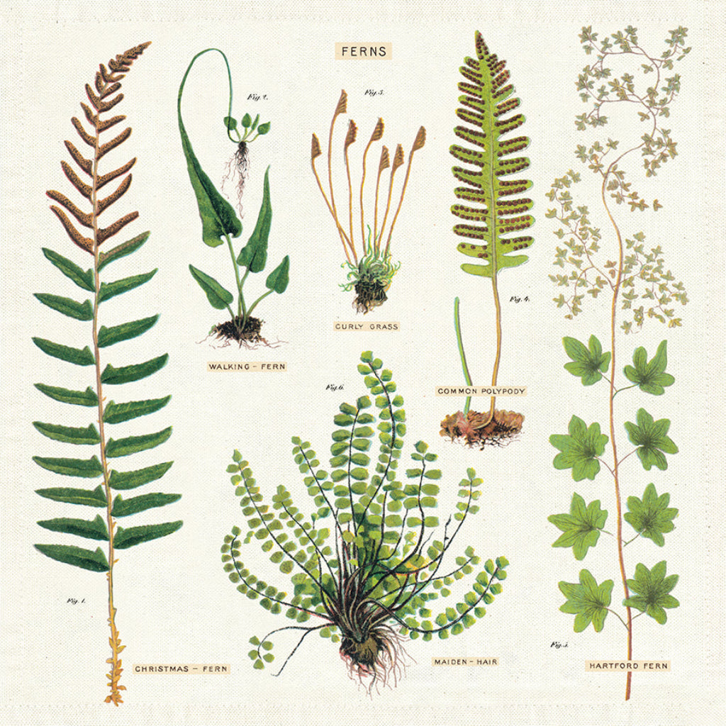 Ferns Napkin