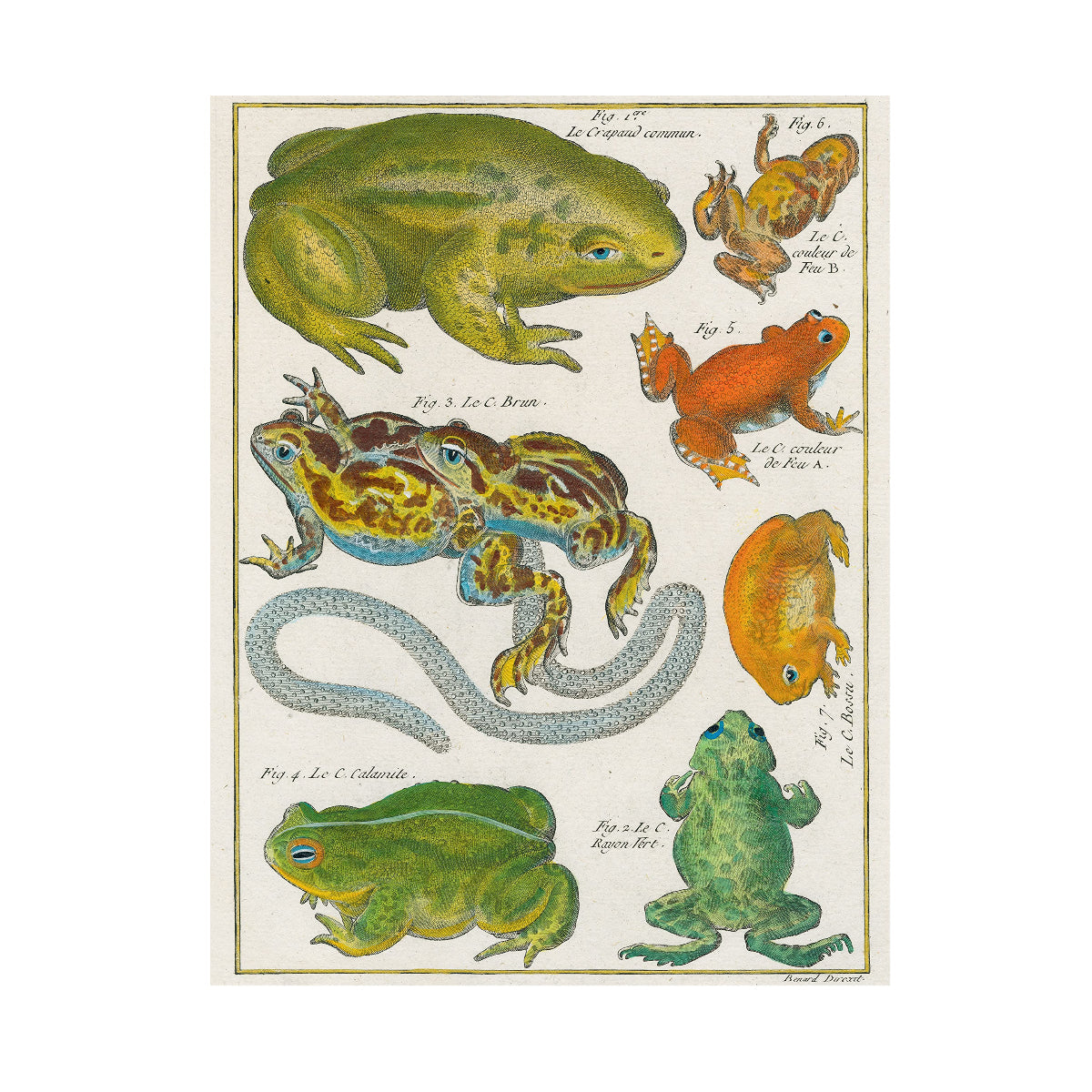 John derian wrapping paper frogs