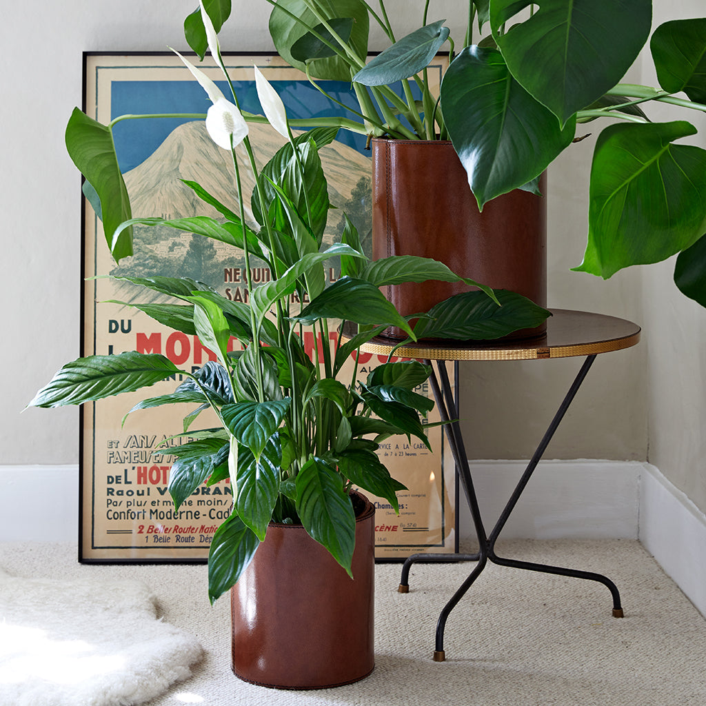 SLarge and small leather planter displayed in the lounge